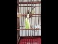 Pleci Zipper