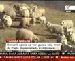 Ciobanii vor să taie mieii după metoda tradiţională de Paşte