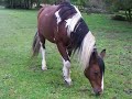 Horse rolling with sound