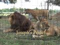 lion   tiger rescue  josephs pride    big cat tv