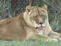 Donate to Big Cat Rescue