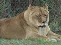 lion   tiger rescue  josephs pride    big cat tv