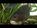 Flowerhorn