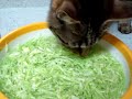 Click here to watch this video キャベツの盗み食い