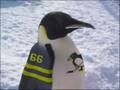 scatman pinguin
