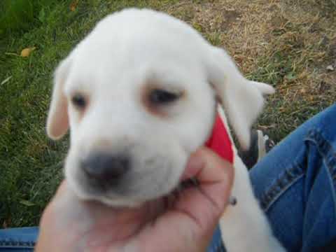 Juno at 6 weeks of age