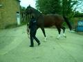 videos de 3yr old Gelerlander with Shivers 1 week on