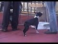 Boston Terrier - Mores - Bydgoszcz 2007