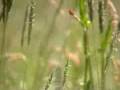 videos de 'fieldwork: the bird song and rat race'