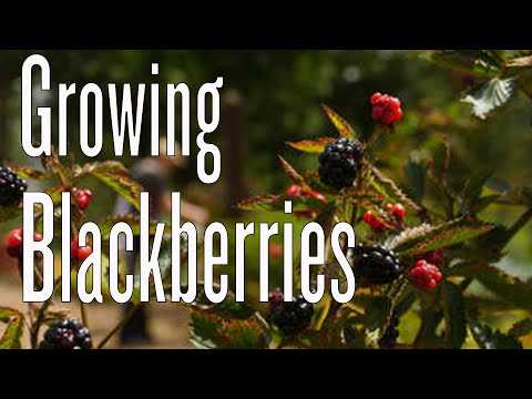how to replant a blackberry bush
