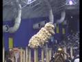 genting wolrd lion dance competition 2008 k.p. dld athletic