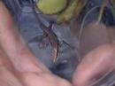 little lizard