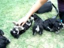 9-4-08 puppy video 4