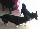 my two dog playing