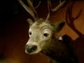 Jägermeister commercial Jägermeister commercial