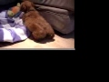 Our first week with our brand new DEAF mini golden doodle. He's the best.