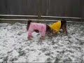 Sunshade/Jaffa play in SNOOOOW Sunshade/Jaffa play in SNOOOOW