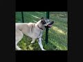 Kangal Kangal