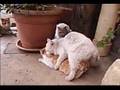 cat sex twin orgie recorded in lebanon