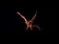 Videodanza Estudio para el Coraz�n