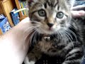 Kitten Meowing ( Very Adorable)