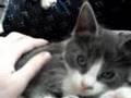 Kitten Meowing ( Very Adorable)