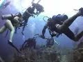 Belize lobster catch, puffer & giant turtle Belize lobster catch, puffer & giant turtle
