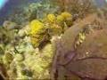 Belize lobster catch, puffer & giant turtle