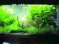 2008年度 第26回日本観賞魚フェア 水槽ディスプレイコンテスト 90cm水槽部門 優勝
