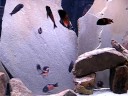 Tropheus Bulu Point "Cherry Spots"