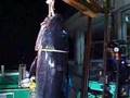331キロのクロマグロ