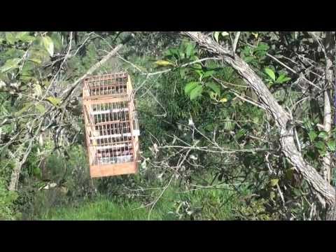 Trinca Ferro solto no mato Canto raro cidade de Guararema_SP.MTS