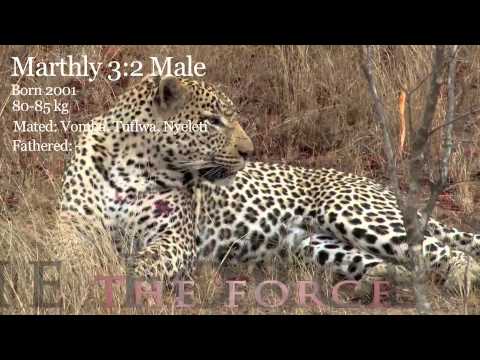 male leopard