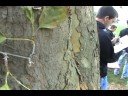 How to ID Platanus xacerifolia
