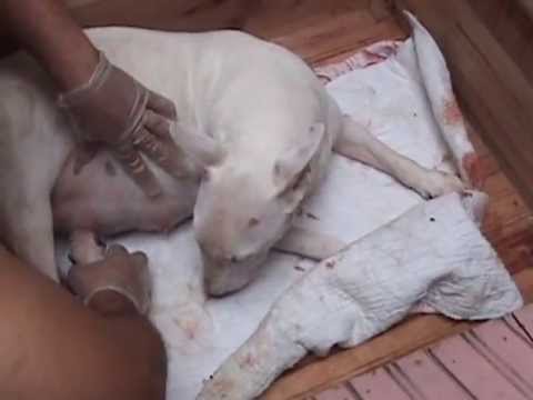 BULL TERRIER