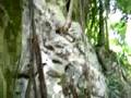 Lost World Canopy (ziplining) tour - Cozumel, Mexico