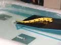 Salamander at Nextfest