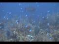 videos de 199 West Chute