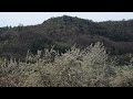 Die Kirschblüte bei Leutenbach am Walberla - Fränkische Schweiz