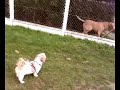 ca c'est du chien