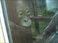 orangutan nursery
