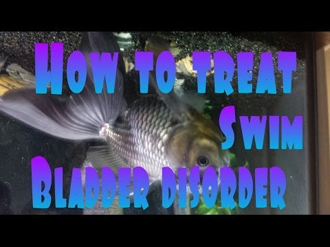 how to cure swim bladder in koi