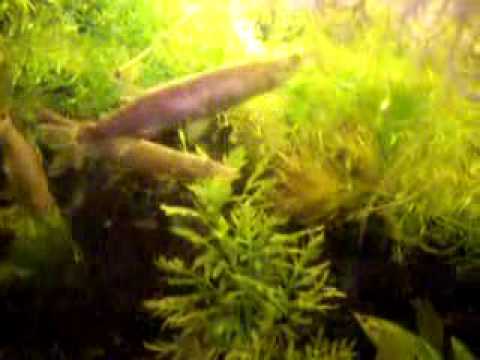 Hujeta spawning