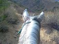 Trail Ride in the Mountains