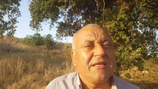 البروفيسور مصطفى كبها - شجرة الأفراح في قرية قنير المهجرة في أرض الروحة