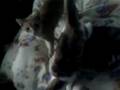 videos de Jenny, Miki, Bela si Pufu