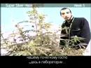 Green House Super Silver Haze Grow with Russian Subtitles Green House Super Silver Haze Grow with Russian Subtitles