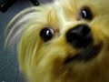 my little stinky winky \"EINSTIEN\"