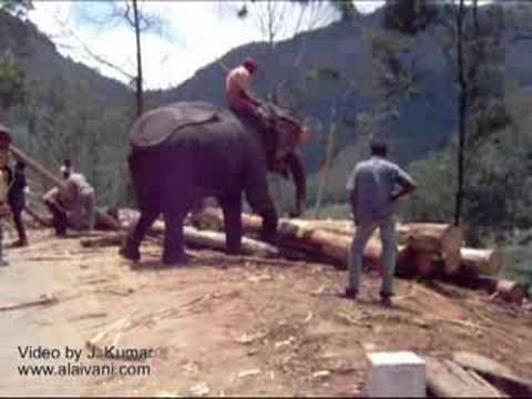 jennifer kumar - Follow me on Facebook: Authentic Journeys: http://www.facebook.com/#!/authenticjourneys See my website: http://www.alaivani.com These Elephants are amazing!!...