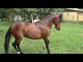 caballo memo ticos 6 caballo memo ticos 6